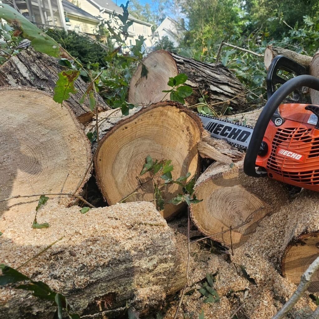 Tree Cutting with chainsaw
