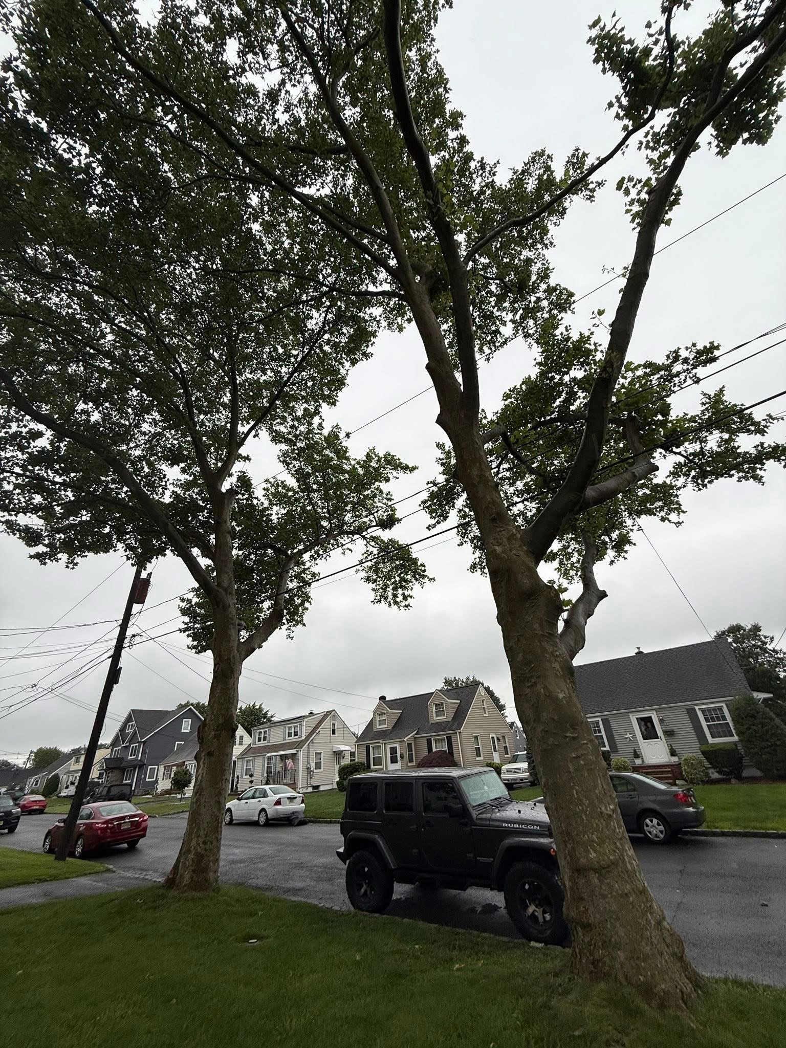 Maintaining healthy trees with professional tree cutting
