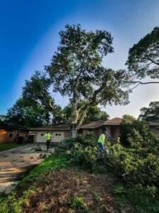 Tree cutting service trimming large branches in Greenville NC