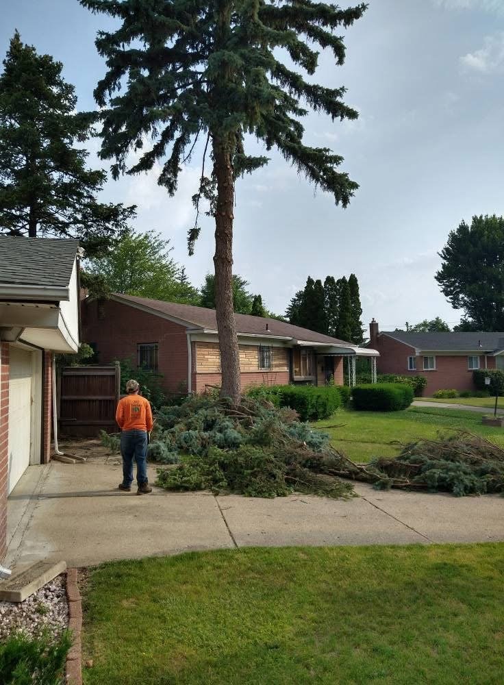 tree cutting 3
