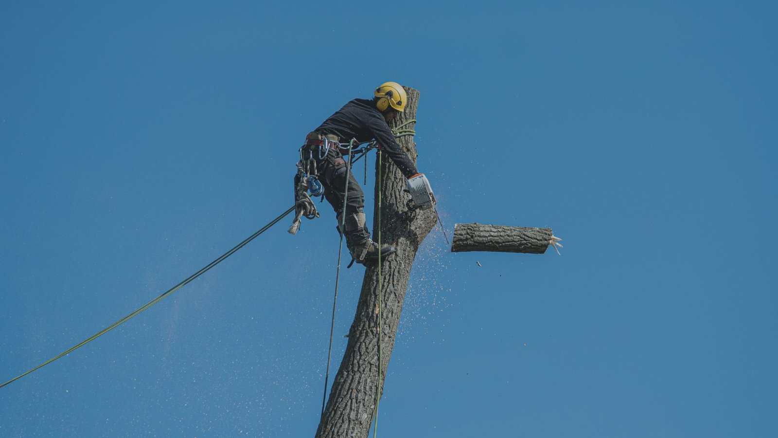 tree cutting