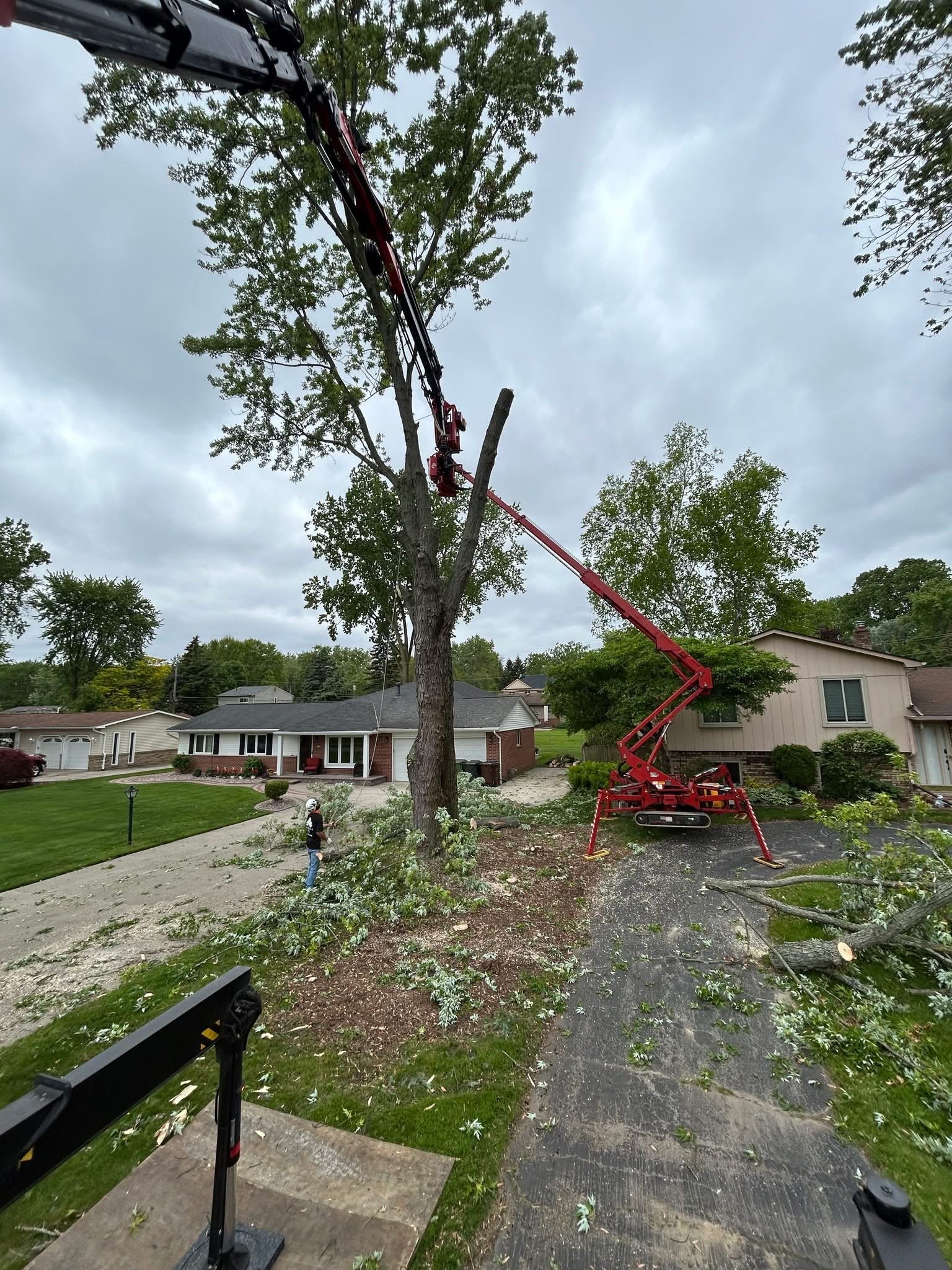 Tree removal in Greenville NC front yard