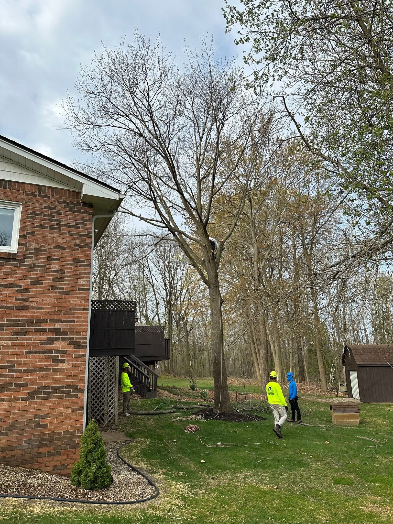 Cutting down large dead tree near house”