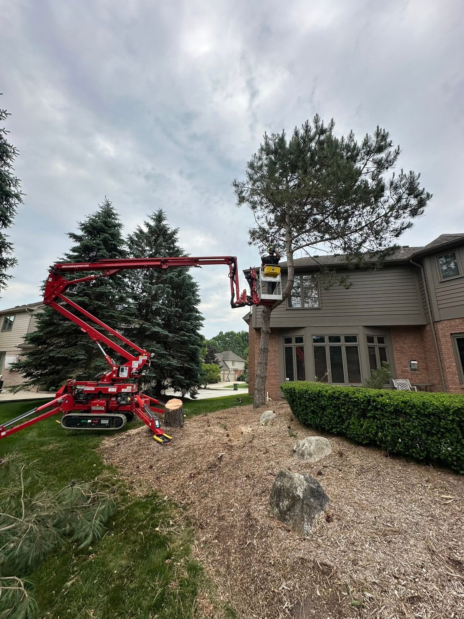 tree removal