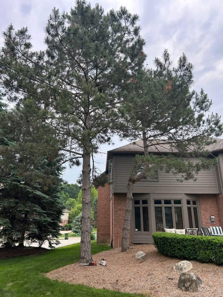 tree service 2