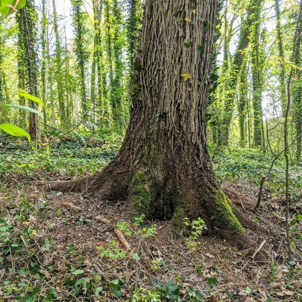 tree in backyard greenville nc