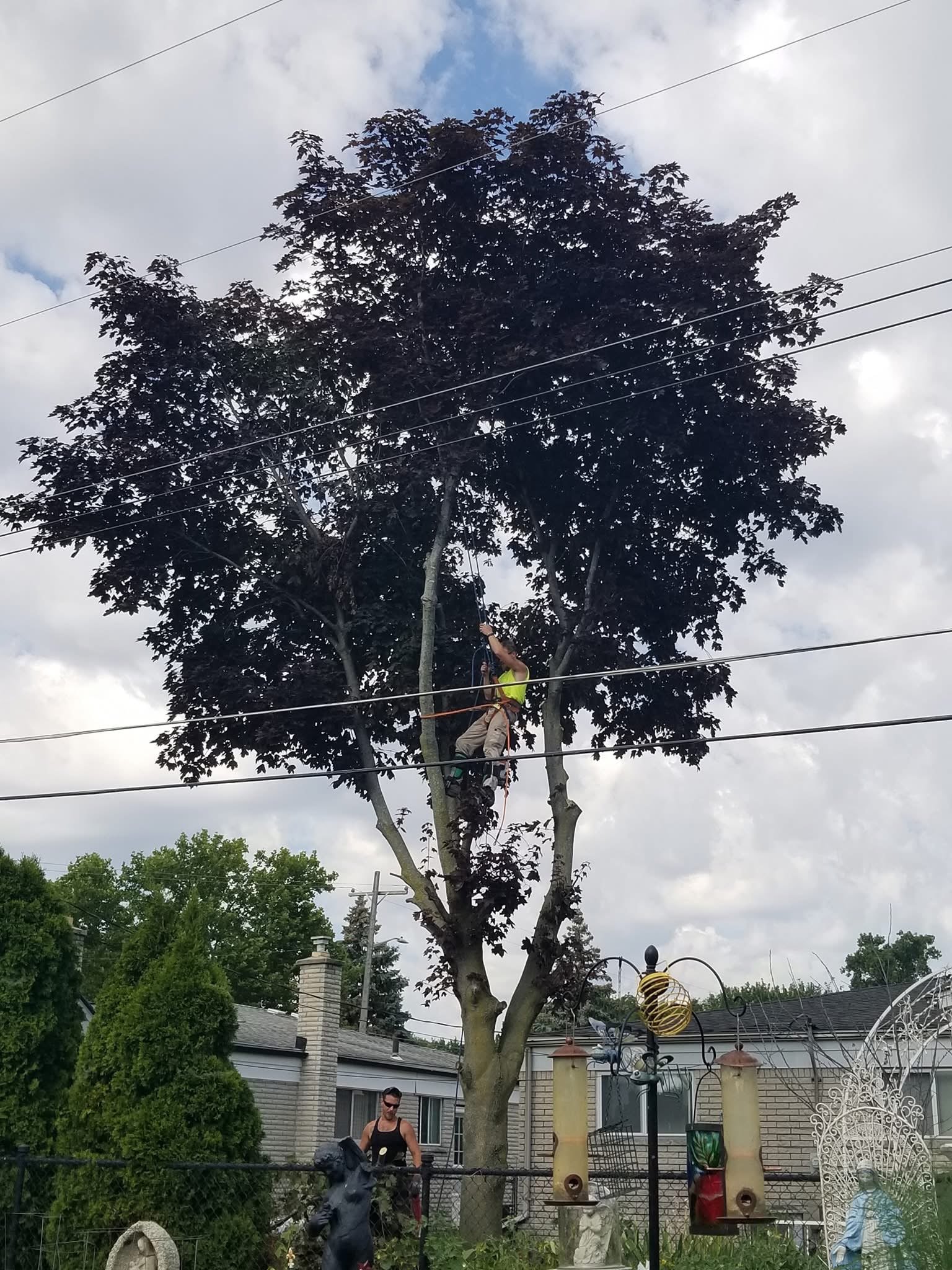 tree cutting